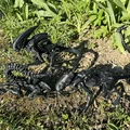 Alien, xenomorph non (young) - Thumbnail 8