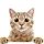 DanielDo_1938782