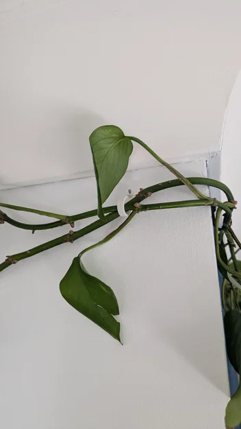 Móc treo tường đóng đinh (Wall hook nail in) - Image 3