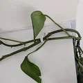 Móc treo tường đóng đinh (Wall hook nail in) - Thumbnail 3