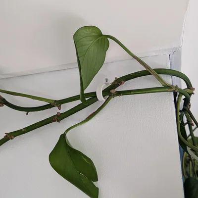 Móc treo tường đóng đinh (Wall hook nail in)