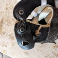 Khớp Flexure Joint hỗ trợ dorsiflexion (in TPU) - Thumbnail 3