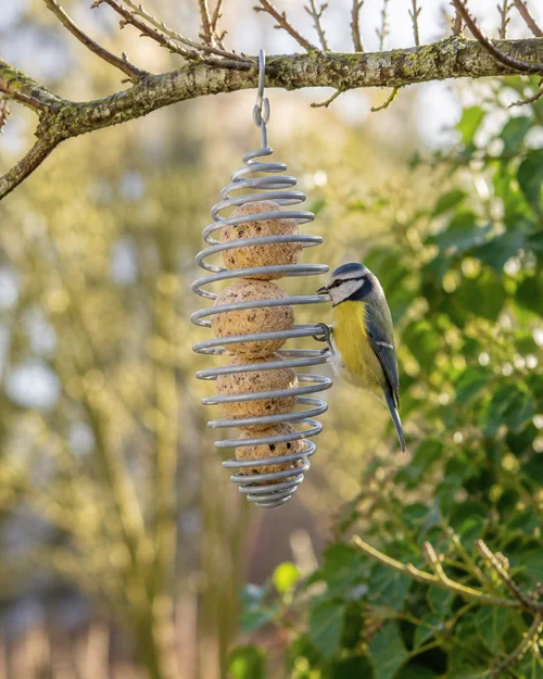 Máng Ăn Chim Xoắn Ốc Cho Viên Mỡ (Suet Balls) – Treo Ngoài Trời - Image 1