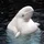 Turril0x_3736467