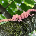 Tắc kè Articulated – Mắt xoay được – Hợp mắt kính 6mm & 8mm - Thumbnail 1