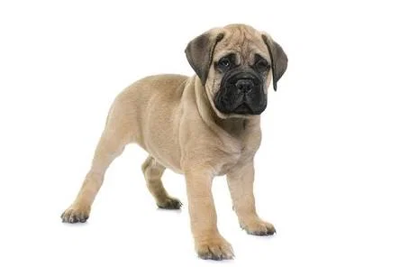 Mô hình chú chó Bullmastiff con đáng yêu in 3D trang trí - Image 1
