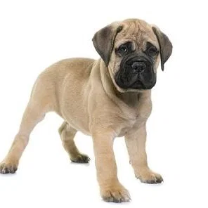 Mô hình chú chó Bullmastiff con đáng yêu in 3D trang trí