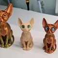 Mèo Sphynx gắn mắt kính (glass eyes) - Thumbnail 2