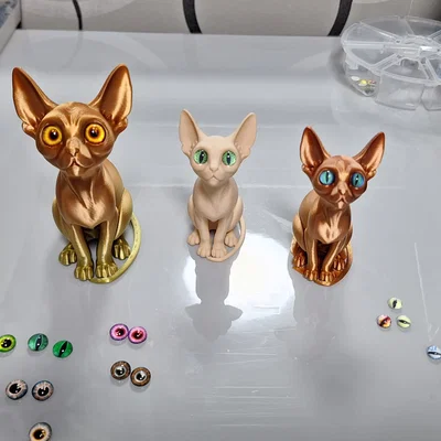 Mèo Sphynx gắn mắt kính (glass eyes)