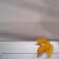 Mô hình 3D chú gà con tí hon trang trí Terrarium cực đáng yêu - Thumbnail 1