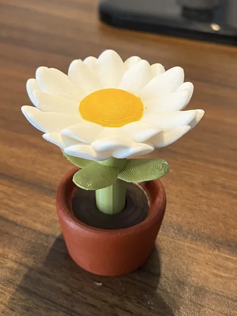 Hoa Cúc Daisy trong Chậu - Image 1
