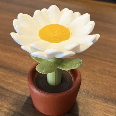 Hoa Cúc Daisy trong Chậu