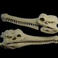 Mô hình trang trí Aardvark Crocodile Skull Chimes độc đáo - Thumbnail 2