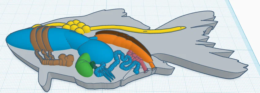 Cá perch sinh học đầy đủ cơ quan (fully created biology fish) - Image 1