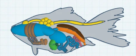 Cá perch sinh học đầy đủ cơ quan (fully created biology fish) - Image 2