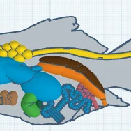 Cá perch sinh học đầy đủ cơ quan (fully created biology fish)