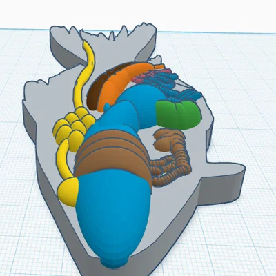 Cá perch sinh học đầy đủ cơ quan (fully created biology fish)