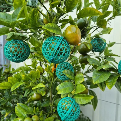 Lồng bảo vệ trái cây tái sử dụng (Reusable fruit protection cage)