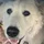 Simon_902403