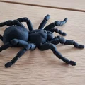Nhện Tarantula Flexi Khớp Nối (Articulated Tarantula Flexi) - Thumbnail 6