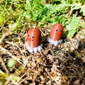 Mô hình Diglett Pokemon số 50 - File in 3D cực đáng yêu - Thumbnail 7