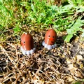Mô hình Diglett Pokemon số 50 - File in 3D cực đáng yêu - Thumbnail 8