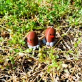Mô hình Diglett Pokemon số 50 - File in 3D cực đáng yêu - Thumbnail 10