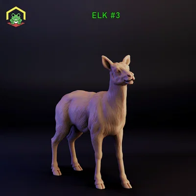 Elk - female (Nai sừng tấm cái)