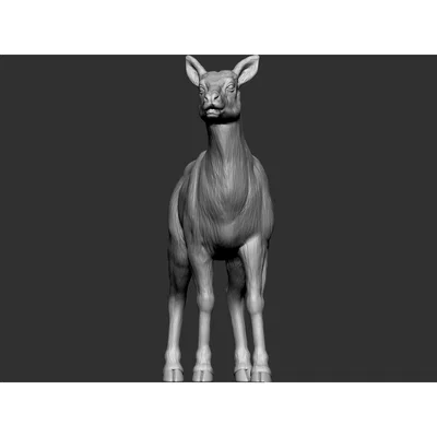 Elk - female (Nai sừng tấm cái)