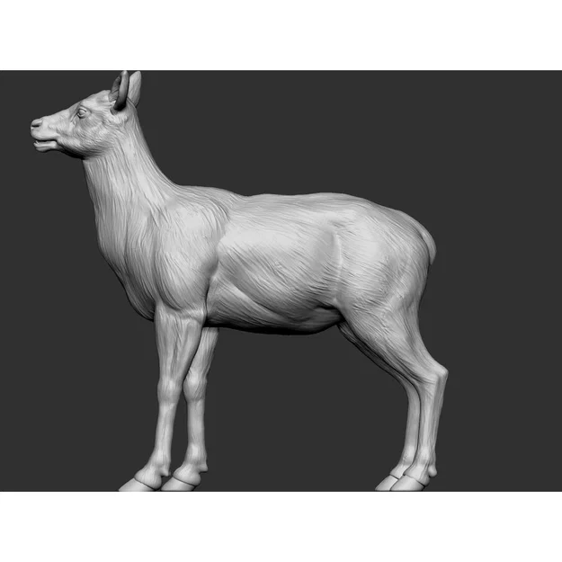 Elk - female (Nai sừng tấm cái) - Image 4