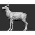 Elk - female (Nai sừng tấm cái) - Thumbnail 4