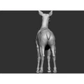 Elk - female (Nai sừng tấm cái) - Thumbnail 5