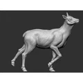 Elk - female 2 (Nai cái 2) - Thumbnail 1