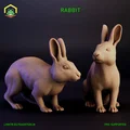 Thỏ (Rabbit) - Thumbnail 1