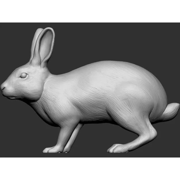 Thỏ (Rabbit) - Image 2