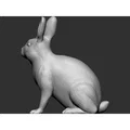 Thỏ (Rabbit) - Thumbnail 4