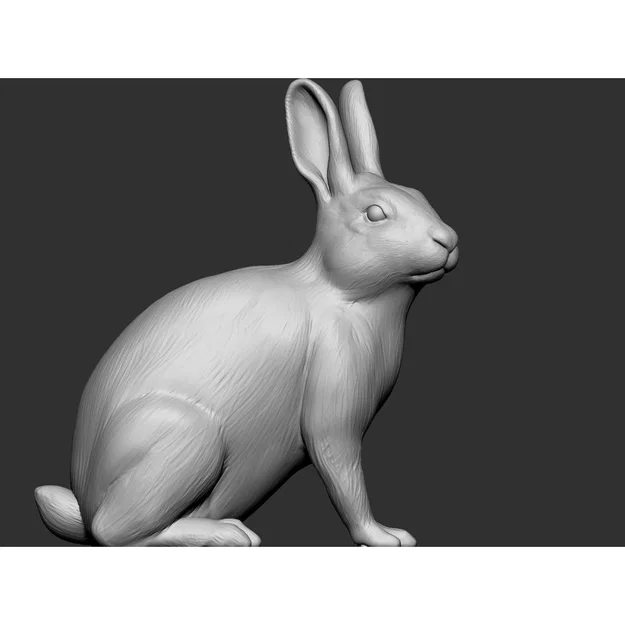 Thỏ (Rabbit) - Image 5