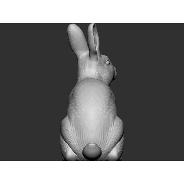 Thỏ (Rabbit) - Image 7