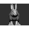 Thỏ (Rabbit) - Thumbnail 8