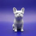 Tượng French Bulldog (French bulldog figurine) in 3D - Thumbnail 1