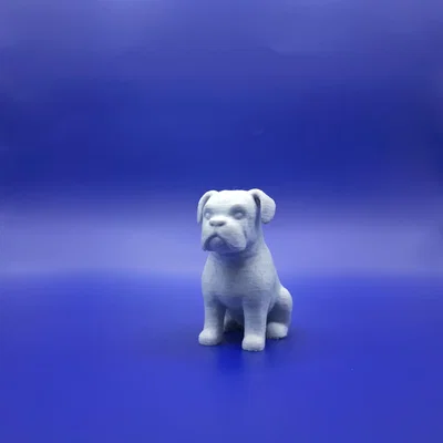 Bé Boxer Chibi Mập Ú: “The Chunky Charmer”