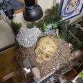 Mô hình đầu lâu trang trí độc đáo cho bể cá và hồ rùa - Thumbnail 7