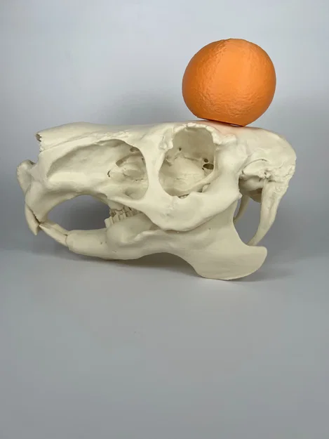 Hộp sọ và xương hàm dưới Capybara (Capybara Cranium and Mandible) - Image 1