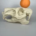 Hộp sọ và xương hàm dưới Capybara (Capybara Cranium and Mandible) - Thumbnail 1