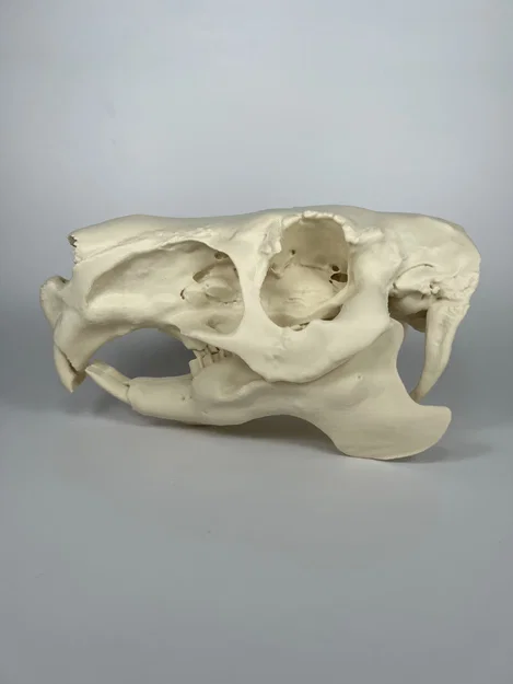 Hộp sọ và xương hàm dưới Capybara (Capybara Cranium and Mandible) - Image 2