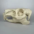 Hộp sọ và xương hàm dưới Capybara (Capybara Cranium and Mandible) - Thumbnail 2