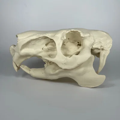 Hộp sọ và xương hàm dưới Capybara (Capybara Cranium and Mandible)