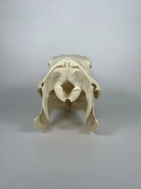 Hộp sọ và xương hàm dưới Capybara (Capybara Cranium and Mandible) - Image 3