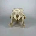 Hộp sọ và xương hàm dưới Capybara (Capybara Cranium and Mandible) - Thumbnail 3