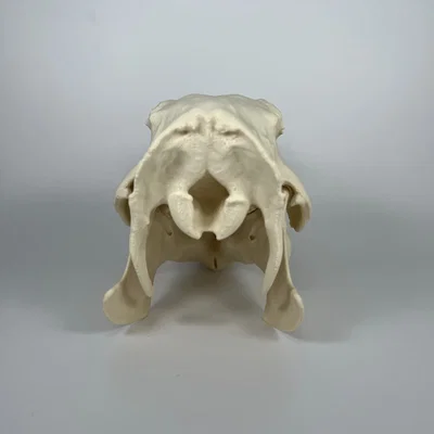 Hộp sọ và xương hàm dưới Capybara (Capybara Cranium and Mandible)